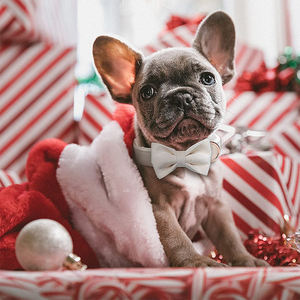 Weiches und bequemes Hunde halsband aus weißem Samt mit Fliege und Metalls chnalle - Product Image 2