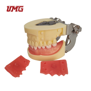 Modèle dentaire <span class=keywords><strong>maxillaire</strong></span> bilatéral de dents sensibles - Product Image 3