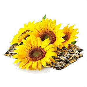 Harina de Girasol Premium a Granel, Ingrediente para Alimentación Animal, Fuente de Fibra Natural con Alto Contenido de Proteínas para Ganadería, Aves de Corral y Acuicultura - Product Image 5