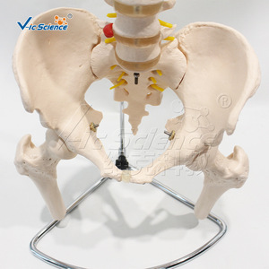 VIC-126 Modèle d'os naturel grand format (colonne vertébrale, bassin et demi-jambe) : Structure de la colonne vertébrale humaine - Product Image 2