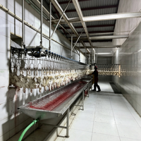 Chaîne de production automatisée certifiée CE pour l'abattage de volailles (canards, oies, poulets) pour usine de transformation de viande
