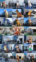 Chat et chien gonflables personnalisés, animaux de compagnie gonflables géants réalistes, décoration publicitaire gonflable