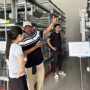 Sistema Inteligente <span class=keywords><strong>de</strong></span> Recolección <span class=keywords><strong>de</strong></span> <span class=keywords><strong>Huevos</strong></span> para Jaulas Tipo H, Máquina Automática <span class=keywords><strong>de</strong></span> Recolección <span class=keywords><strong>de</strong></span> <span class=keywords><strong>Huevos</strong></span>, Equipo Avícola con Cinta Transportadora Motorizada - Product Image 2