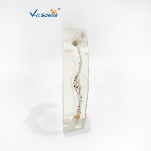 Coral Seascape Embedded Specimen Display Stand, Exquisite Ornament for Schools and Museums, Teaching Equipment for Primary and - Product Image 3