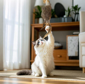 Mainan kucing bulu kelinci asli alami interaktif untuk anak kucing gigit mengunyah bermain dalam ruangan berburu latihan hiburan hewan peliharaan - Product Image 2