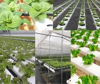 Landbouw Verticale Hydrocultuursystemen Landbouwlandbouw Nft Hydroponisch Kanaal