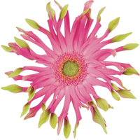 Pertanian Yunnan Menanam Gerbera Jamesonii Segar Potong untuk Dekorasi secara Grosir