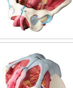 Modèle d'anatomie de bassin féminin démontable en PVC, avec muscles du plancher pelvien et nerfs, fournitures de laboratoire - Product Image 5