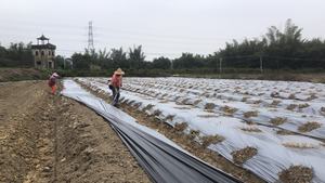 <span class=keywords><strong>Film</strong></span> <span class=keywords><strong>de</strong></span> paillis en plastique <span class=keywords><strong>de</strong></span> tomate 100mic paillis en plastique noir <span class=keywords><strong>pour</strong></span> paillis <span class=keywords><strong>de</strong></span> légumes agricoles - Product Image 6