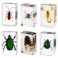 Résine époxy, insectes, animaux, 100 espèces, scarabées, araignées, scorpions, artisanat, étude éducative pour enfants, décoratif