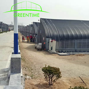 סין מפעל מחיר חקלאי מנהרת פטריות גידול חממה למכירה - Product Image 5