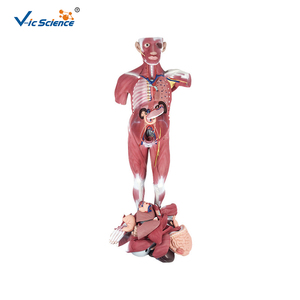 Modelo Anatómico <span class=keywords><strong>Humano</strong></span> <span class=keywords><strong>de</strong></span> Tamaño Real <span class=keywords><strong>de</strong></span> 33 Partes con Músculos y Órganos, Hecho con PVC Ecológico para la Educación en Ciencias Médicas - Product Image 1