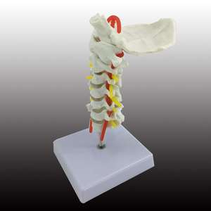 Ciencias médicas Columna cervical con modelo de arteria carótida Laboratorio de modelo de disco occipital <span class=keywords><strong>posterior</strong></span> y nervio - Product Image 4