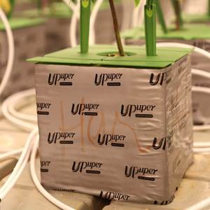 UPuper Échantillon gratuit Plantation d'intérieur hydroponique Laine minérale Cultiver 6x6 Cubes de laine de roche - Product Image 6