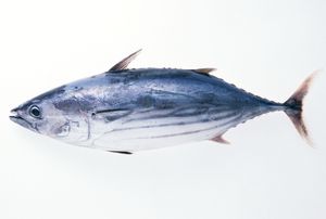 Sándwich de atún enlatado de pescado Aceite de conservación Best Seller Atún triturado para productos de cocina - Product Image 6