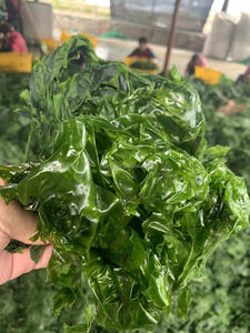 Aonori Ulva Lactuca <span class=keywords><strong>Aosa</strong></span> seca - Product Image 3