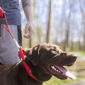Pet eğitim malzemeleri Heavyduty naylon evcil hayvan tasmaları Martingale köpek tasması - Product Image 3
