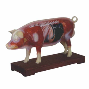 Gelsonlab HSBM-400 बिल्ली एक्यूपंक्चर मॉडल - Product Image 6