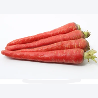 Zanahoria Híbrida F1 para Cultivo Profesional, 99% de Pureza, 85% de Germinación, Alto Potencial de Rendimiento, Excelente Uniformidad de Raíces