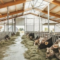 Estructura de Acero Agrícola con Diseño 3D Tekla, Estructura de Acero Q355B para Almacenamiento en Granjas Lecheras Industriales