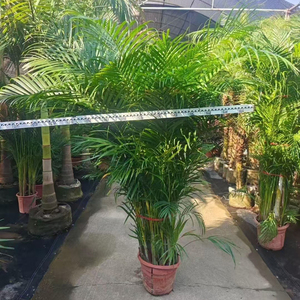Plantes vivantes de pépinière, Palm <span class=keywords><strong>Dypsis</strong></span> Lutescens, Bonsaï, Palmier <span class=keywords><strong>Areca</strong></span> à feuilles persistantes, Vente en gros, Fournisseur de plantes ornementales pour la maison et le bureau - Product Image 1