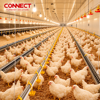 Système d'élevage de poulets de chair entièrement automatique, équipement complet pour poulaillers, pour grandes fermes d'élevage avicole commerciales, en gros