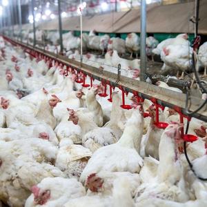 Nuevo Sistema <span class=keywords><strong>de</strong></span> Bebederos Tipo H para Aves <span class=keywords><strong>de</strong></span> Corral con Bebedero <span class=keywords><strong>de</strong></span> Tetina, Alimentación y Agua Automáticas, Acero Inoxidable y Plástico PP - Product Image 3