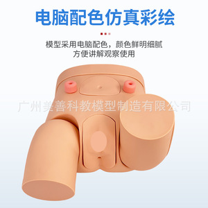 Molde para cateterización urinaria, cateterización urinaria avanzada para genitales internos y externos masculinos y femeninos, intercambiables. - Product Image 5