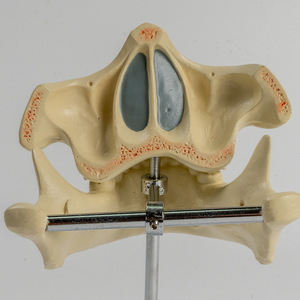 SCIEDU Dientes deciduos 2 piezas Modelo de <span class=keywords><strong>dentadura</strong></span> de anatomía humana Modelo de alternancia de dientes deciduos y permanentes - Product Image 2