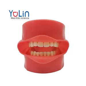 牙齿模型口腔医学准备牙齿培训头部保健牙医模具口腔卫生教具