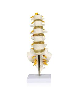 HSBM-124B Flexible Articulated <strong>Lumbar</strong> <strong>Spinal</strong> <strong>Column</strong> Model, Features 5 <strong>Lumbar</strong> Vertebrae with Intervertebral Discs <strong>Lumbar</strong> Nerves - Product Image 3