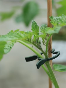 Chống UV Vườn Ươm Nông Nghiệp Nhà kính hạt giống trồng STEM móc làm vườn hoa rễ hỗ trợ nhựa ghép Clip - Product Image 6