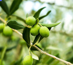 オリーブの葉から抽出された高品質の純粋な98% ヒドロキシチロソール粉末、オレウロペインヒドロキシチロソール32619-42-4 - Product Image 3