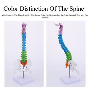 Анатомическая Гибкая хиропрактика медицинская научная модель позвоночника человеческий позвоночник обучающий инструмент - Product Image 4