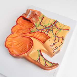 Modello del sistema digestivo umano ingrandito del retto e appendice modello anatomico per uso di comunicazione medico-paziente - Product Image 2