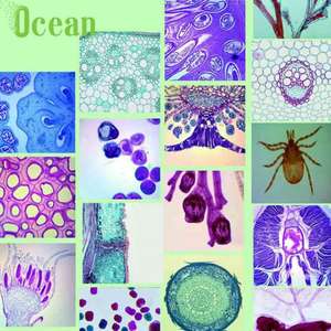 Epidermis de <span class=keywords><strong>Cebolla</strong></span>, Preparada para <span class=keywords><strong>Microscopio</strong></span>, para Educación y Escuela - Product Image 6