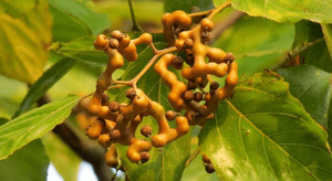 <span class=keywords><strong>Hovenia</strong></span> <span class=keywords><strong>dulcis</strong></span> สารสกัดจาก turnjujube ผงจากต้นลูกเกดน้ำผึ้งธรรมชาติ - Product Image 3