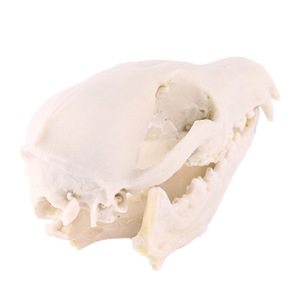 Tête <span class=keywords><strong>de</strong></span> crâne <span class=keywords><strong>de</strong></span> renard artisanat en résine SKE04 modèle <span class=keywords><strong>de</strong></span> crâne d'animal <span class=keywords><strong>de</strong></span> haute qualité pour la décoration <span class=keywords><strong>de</strong></span> la chambre - Product Image 3