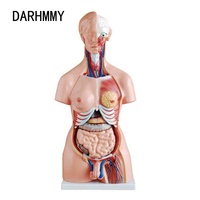 DARHMMY 85cm Unisex Torso Modelo 23 piezas Modelo anatómico para ciencia médica