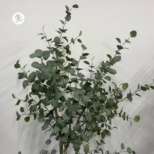 Venta al por mayor decoración del hogar Planta artificial seca eucalipto flor seca en maceta inmortal hoja de eucalipto artificial bonsái - Product Image 6