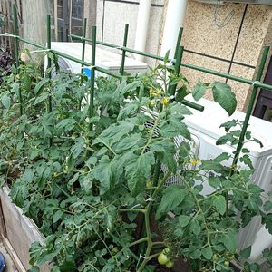 Bastoncino di pomodoro in metallo <span class=keywords><strong>per</strong></span> piante rampicanti da giardino - Product Image 3