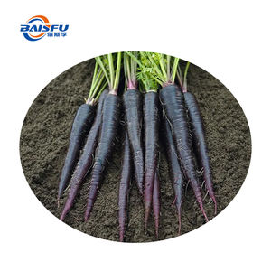 Estratto di carota viola sempre più popolare nell'industria alimentare grazie ai suoi benefici nutrizionali e al suo colore vibrante - Product Image 3