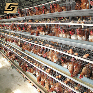 Équipements pour l'élevage de poulets et de poules pondeuses en ferme avicole, pour poulaillers et cages - Product Image 6