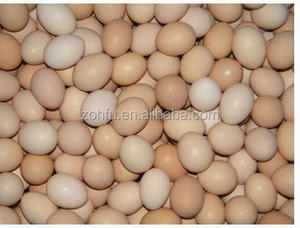 Máy phân loại trứng để bán/Máy phân loại trứng tự động/máy phân loại trứng - Product Image 6