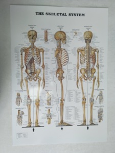 Con người hệ thống cơ bắp & hệ thống xương và dây chằng của các khớp giải phẫu Poster Set-Nhiều Lớp 3 biểu đồ thiết lập - Product Image 5