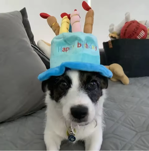 Nuevo Sombrero de Cumpleaños para Perro con Forma de Pastel, Lindo Gorro de Pastel Azul y Rosa para Mascotas, Decoración para Fiestas - Product Image 4