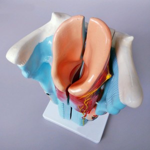 Modelo de Laringe Humana Ampliada YULIN Medical Science YL-301, Muestra la Estructura Morfológica del Tracto Respiratorio y el Órgano Fonético - Product Image 5