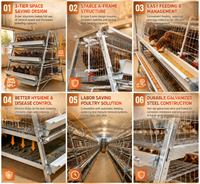Cage à poulets automatique, cages automatiques pour poules pondeuses, cage à poulets automatique pour ferme avicole, cage à poulets en batterie automatique