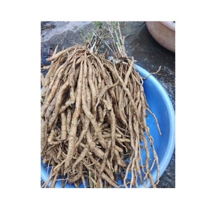 รากชาตะวารีสด (Asparagus Racemosus) แบบเปียก สำหรับปรุงอาหาร ส่วนผสมทางอาหาร ผลิตภัณฑ์จากพืช และจำหน่ายแบบขายส่ง - Product Image 1