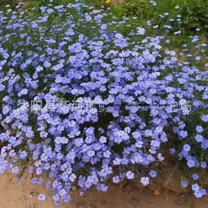 بذور الكتان الزرقاء متعددة الأزهار طراز 33 الصيني لتحسين كثافة العظام وتزيين الفناء - Product Image 3